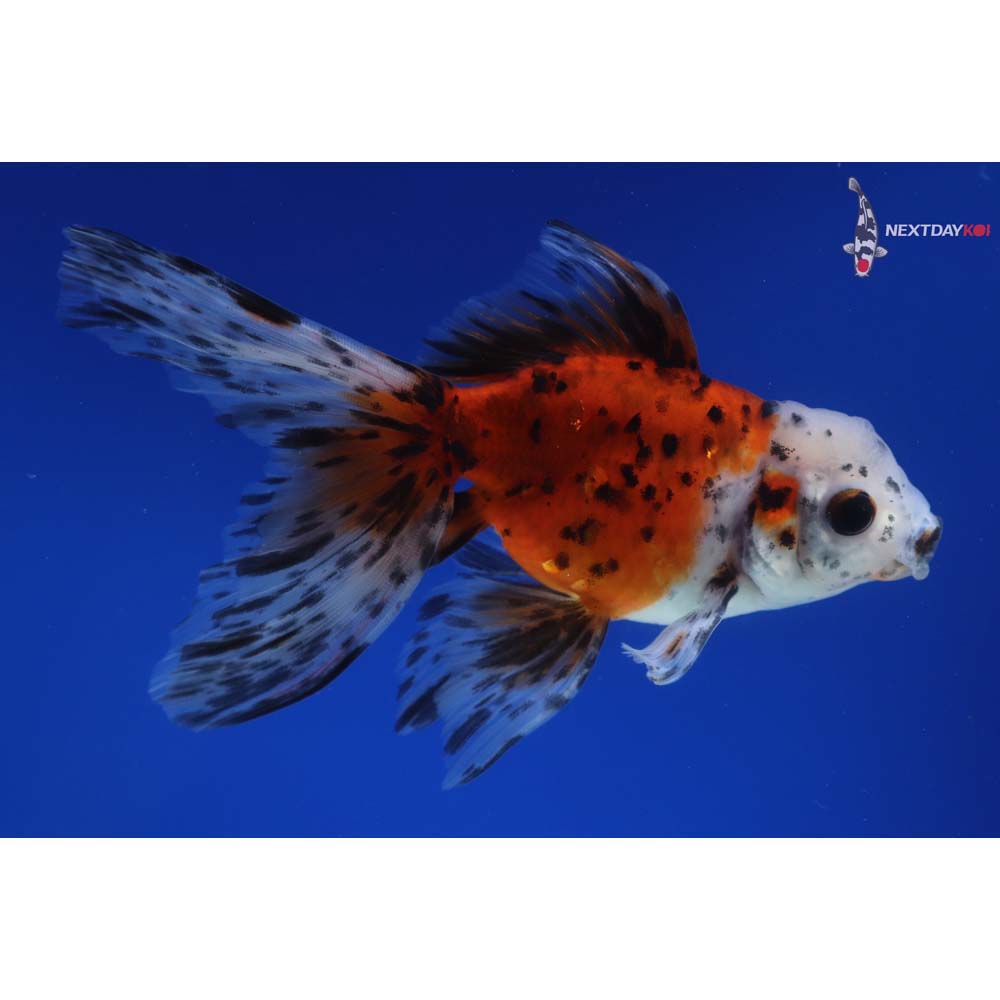 4.5” Imported Calico Oranda
