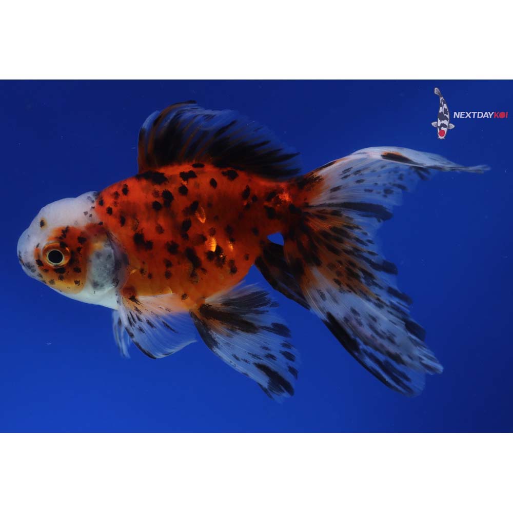 4.5” Imported Calico Oranda