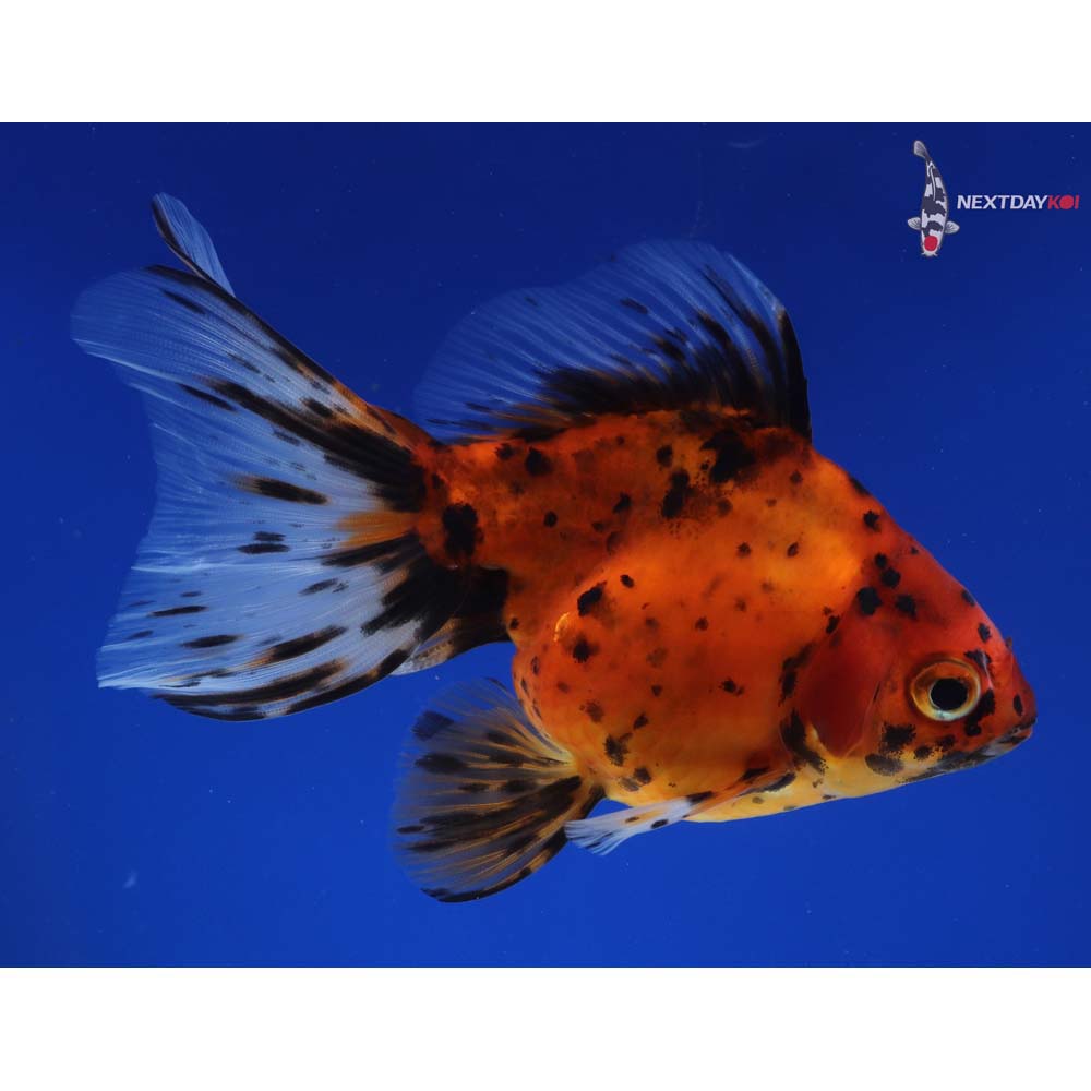 5” Imported Calico Ryukin
