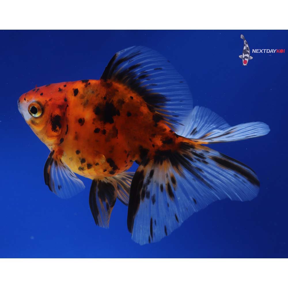 5” Imported Calico Ryukin