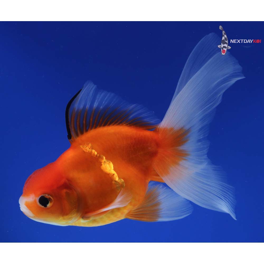 5” Imported Red Oranda