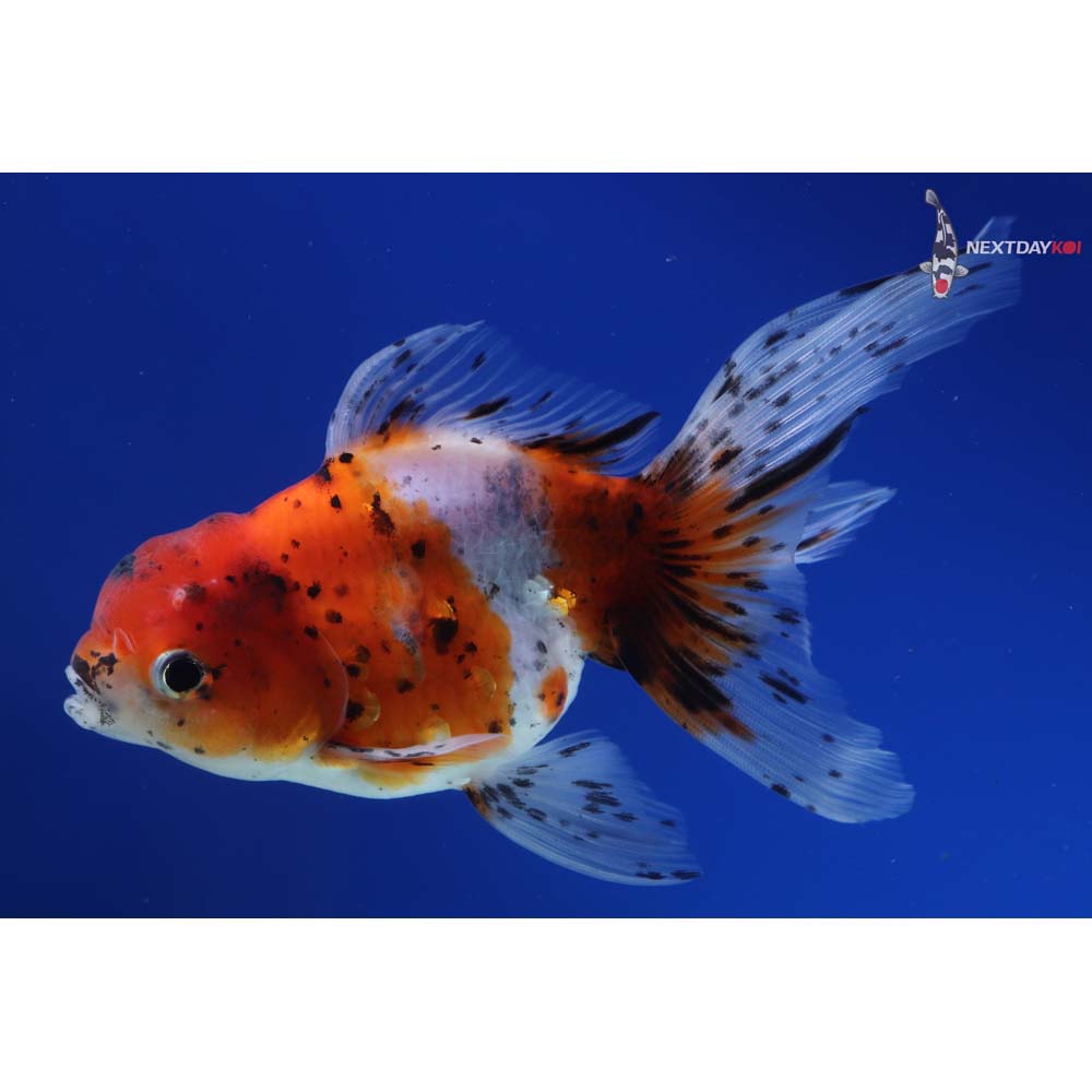 5” Imported Calico Oranda