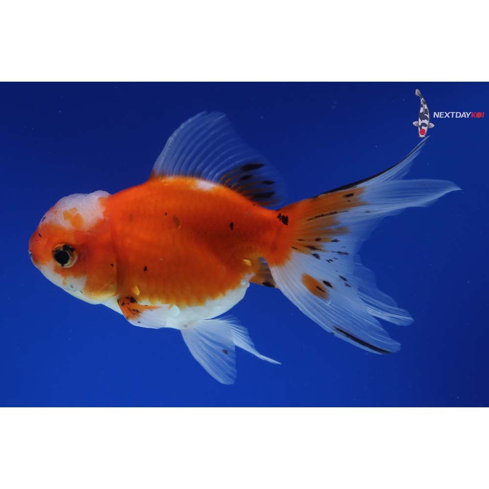 5” Imported Calico Oranda