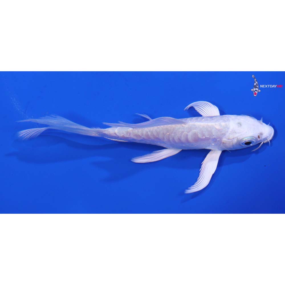 4” Imported Doitsu Platinum Ogon Butterfly Koi