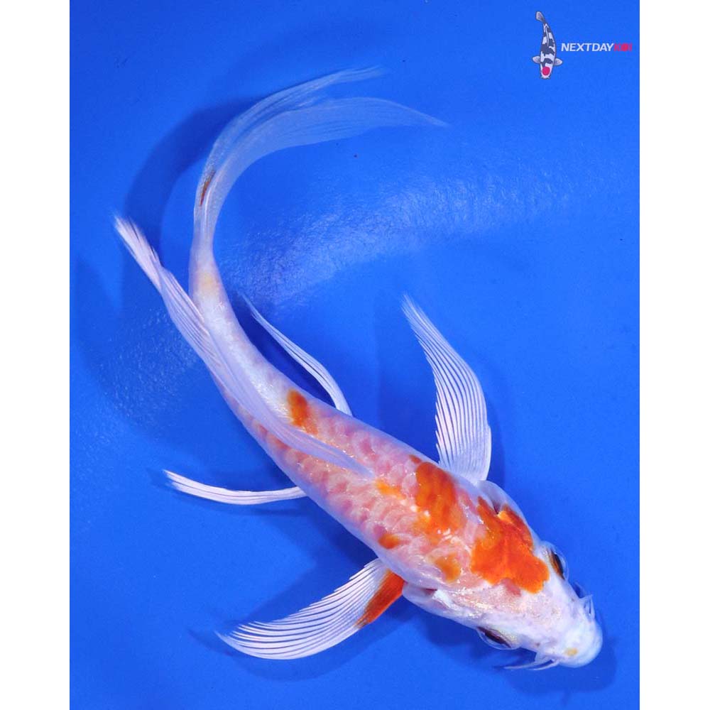 4” Imported Kikusui Butterfly Koi