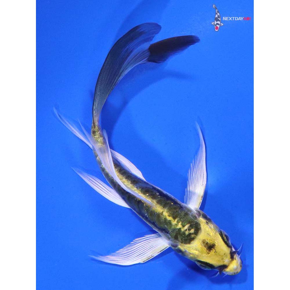 4.5” Imported Kin Kikokuryu Butterfly Koi