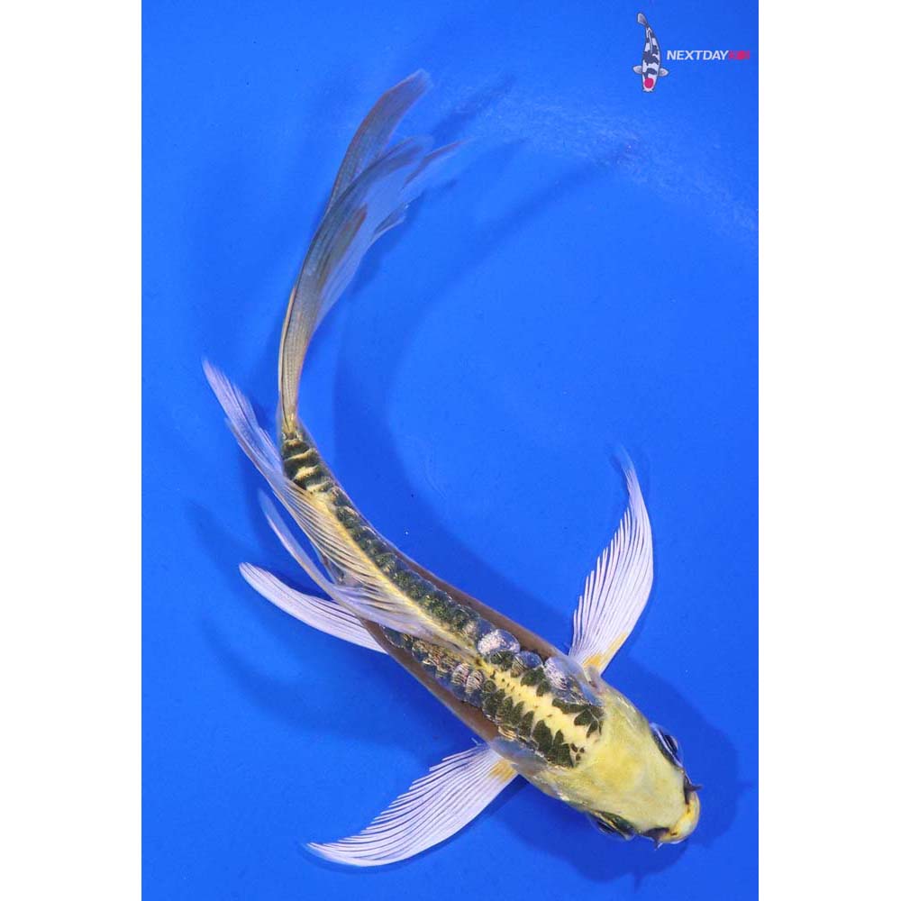 4.5” Imported Gin Rin Doitsu Kujaku Butterfly Koi