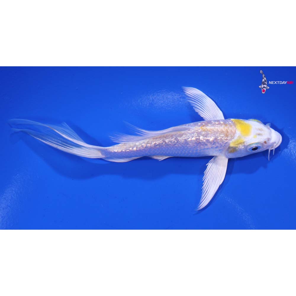 5” Imported Gin Rin Lemon Hariwake Butterfly Koi