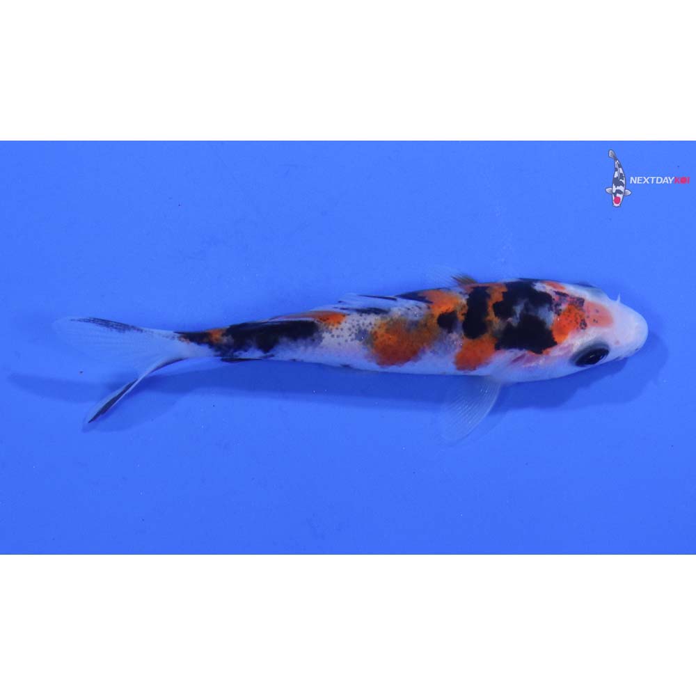 3” Imported Sanke