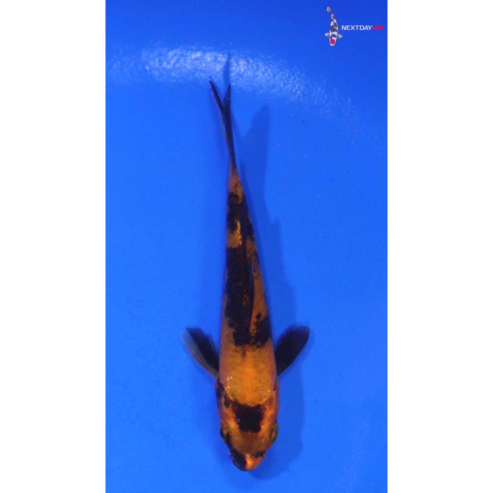 3” Imported Hi Utsuri
