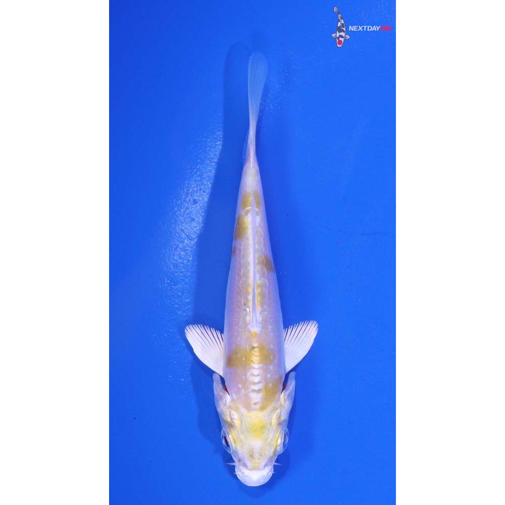 3.5” Imported Doitsu Lemon Hariwake