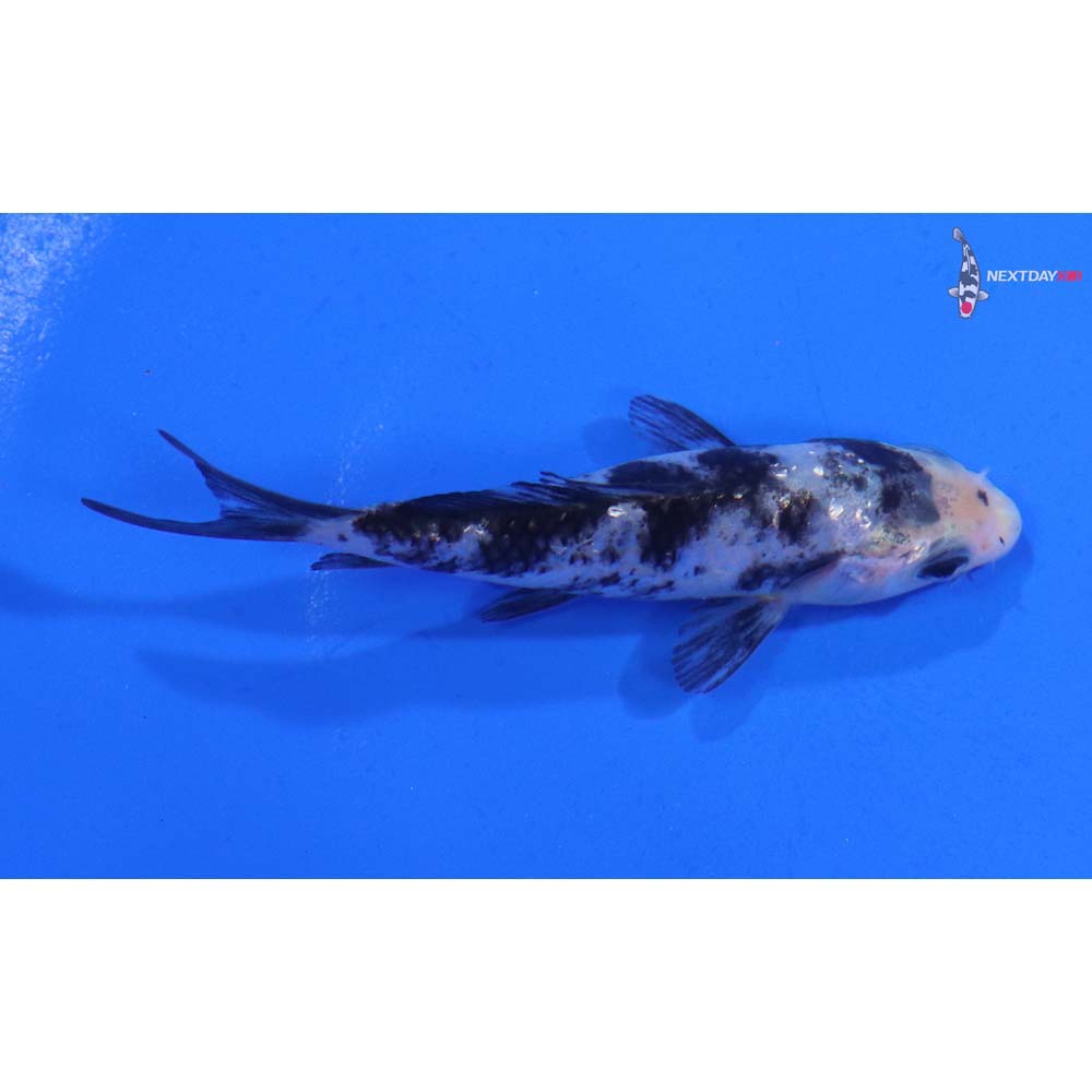 3.5” Imported Gin Rin Shiro Bekko