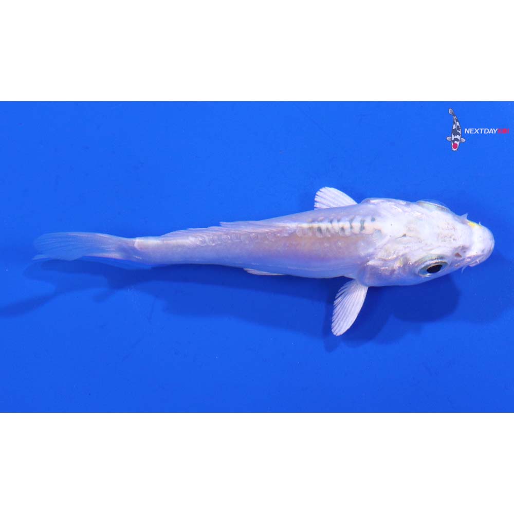 3” Imported Doitsu Platinum Ogon