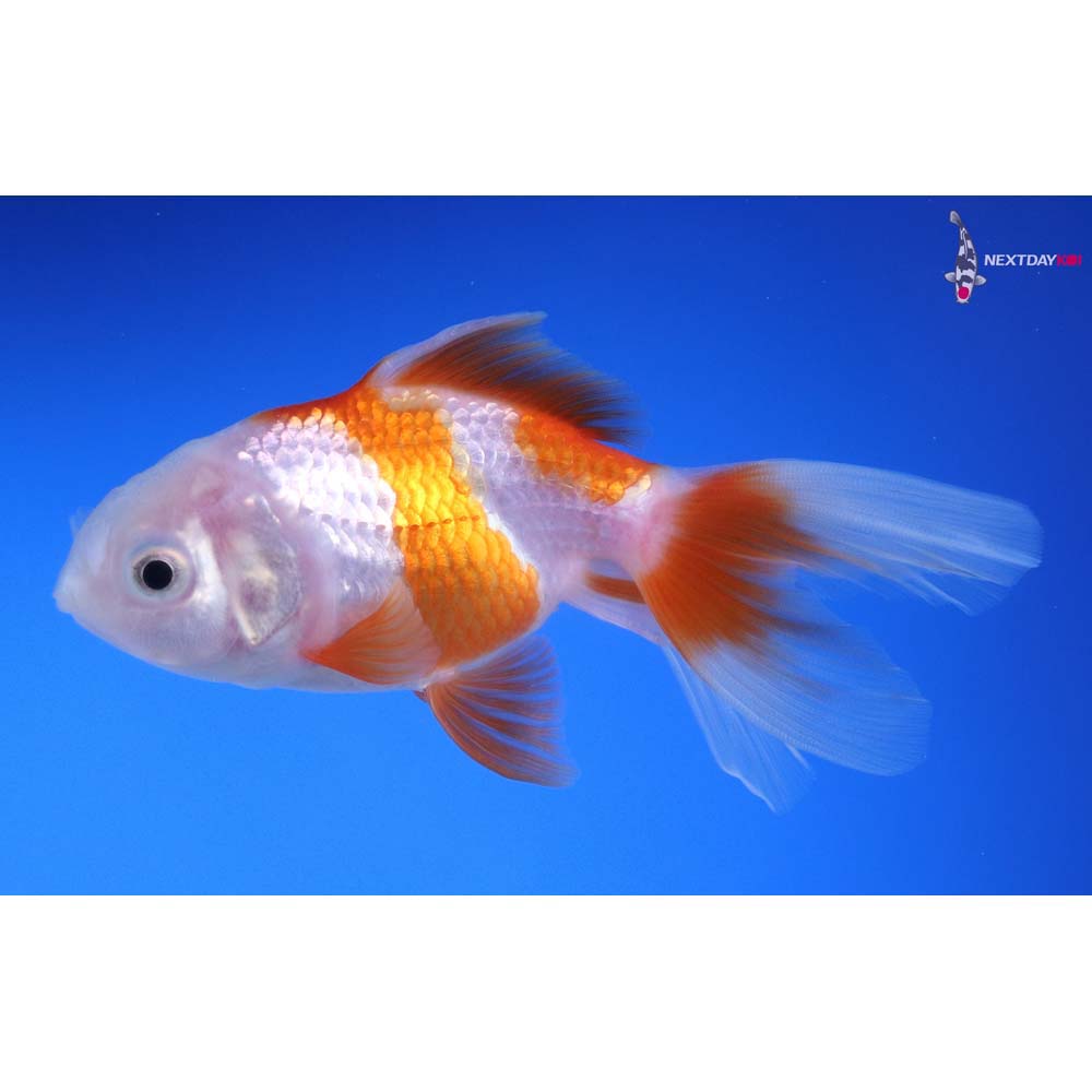 4” Imported Red and White Oranda