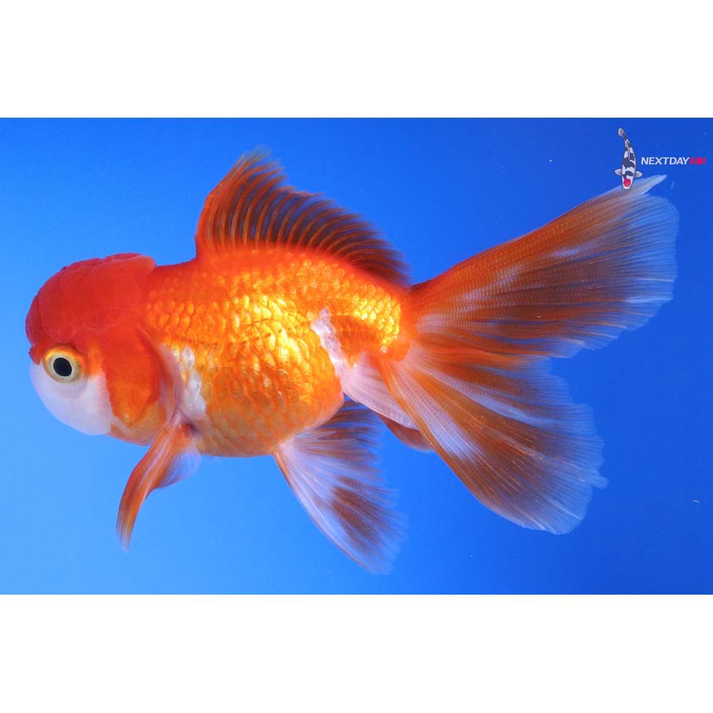 4” Imported Red and White Oranda