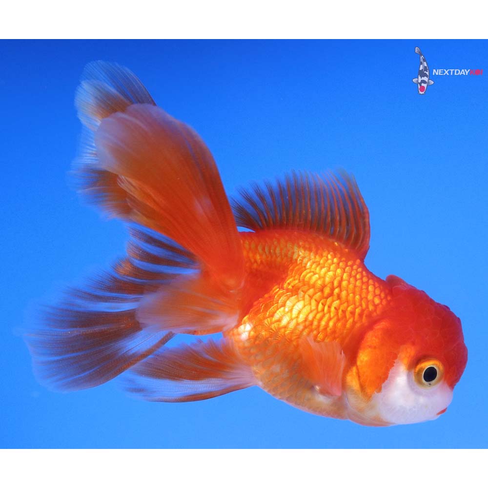 4” Imported Red and White Oranda