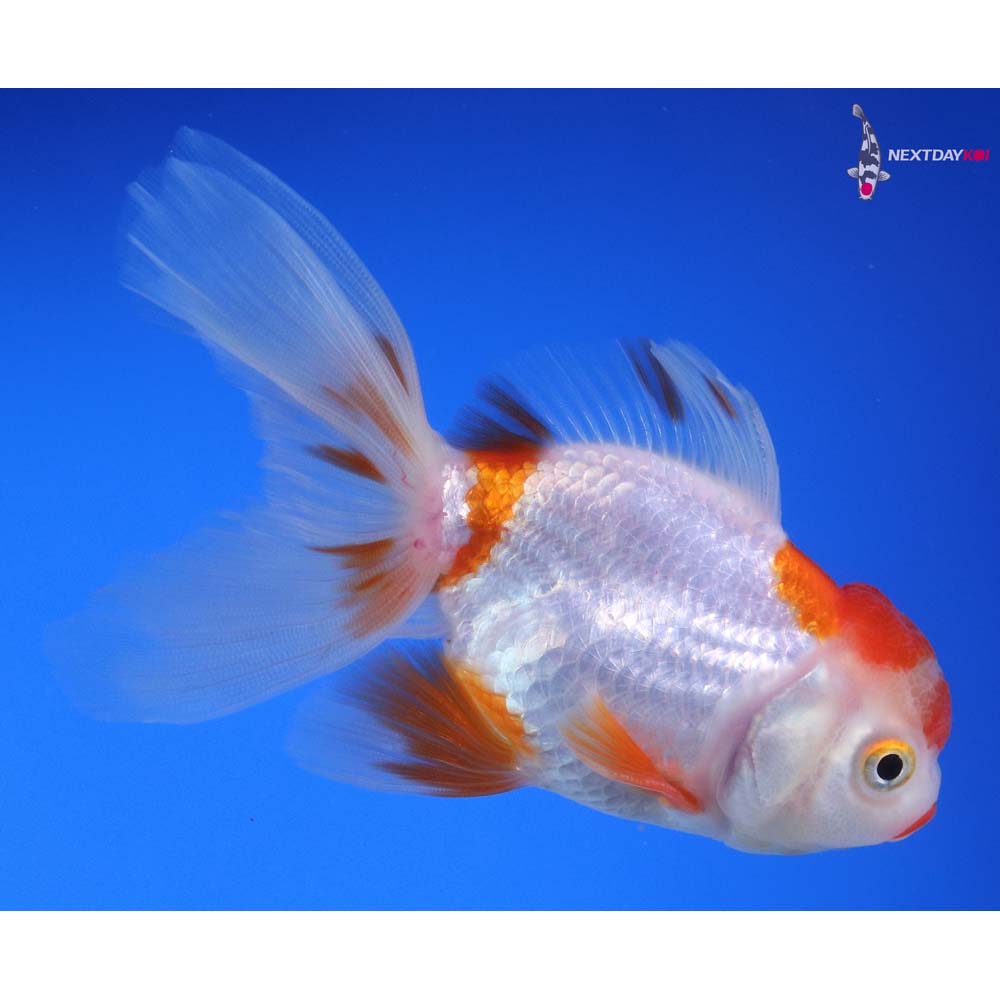 4” Imported Red and White Oranda