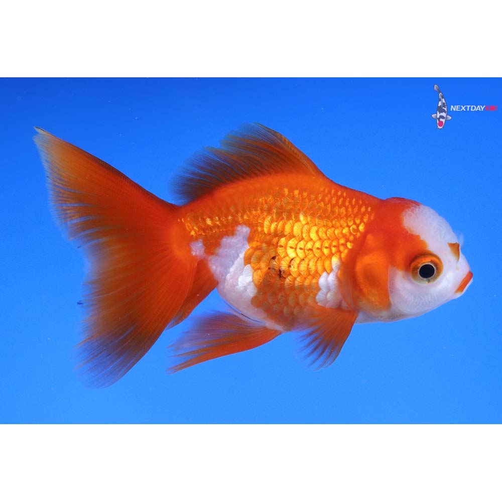 3.5” Imported Red and White Oranda