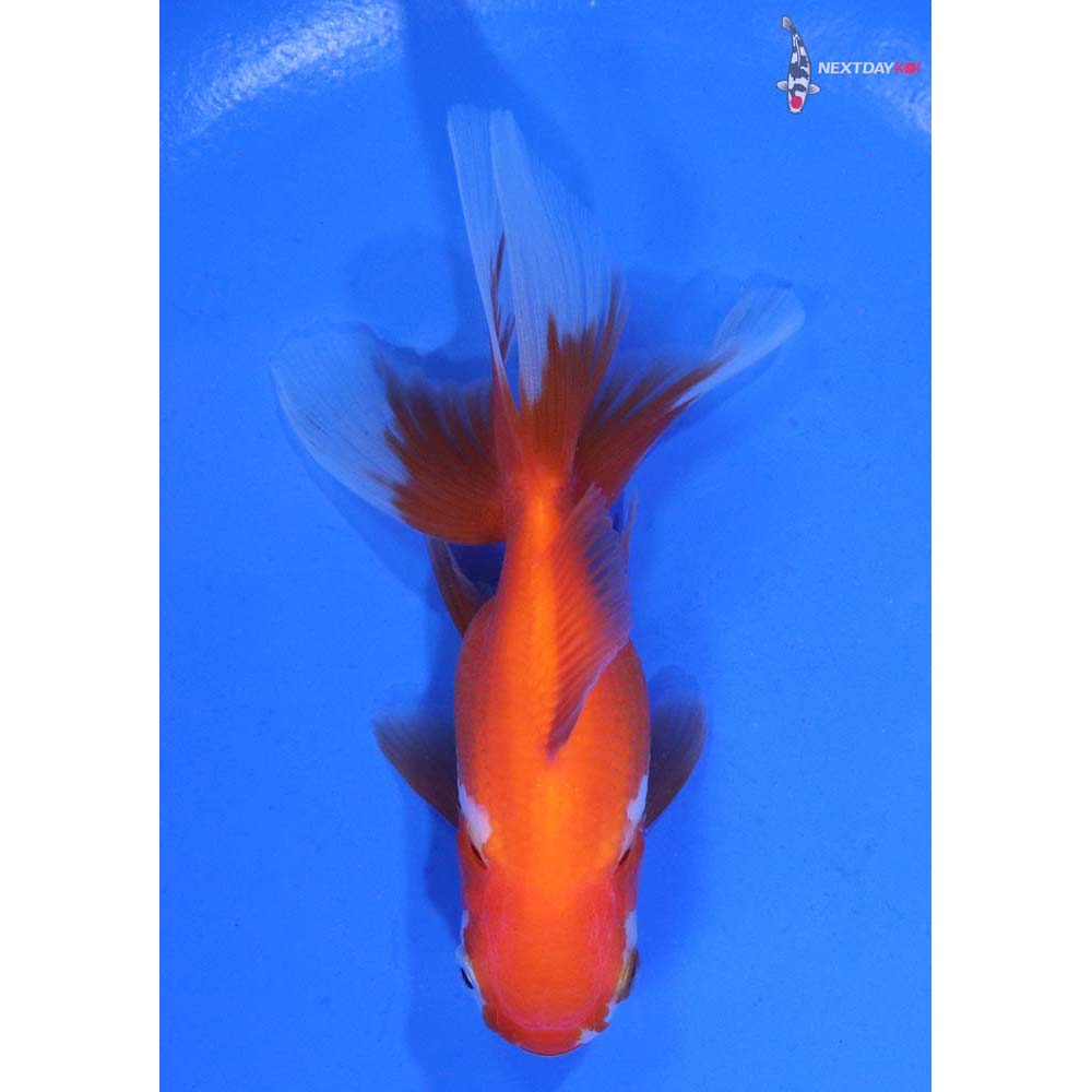 4” Imported Red and White Oranda