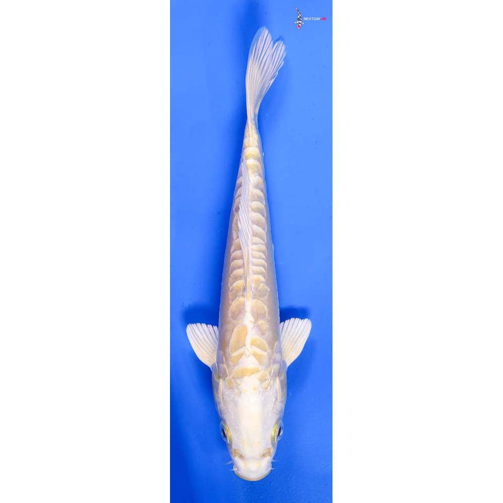 7” Imported Doitsu Yamabuki Ogon