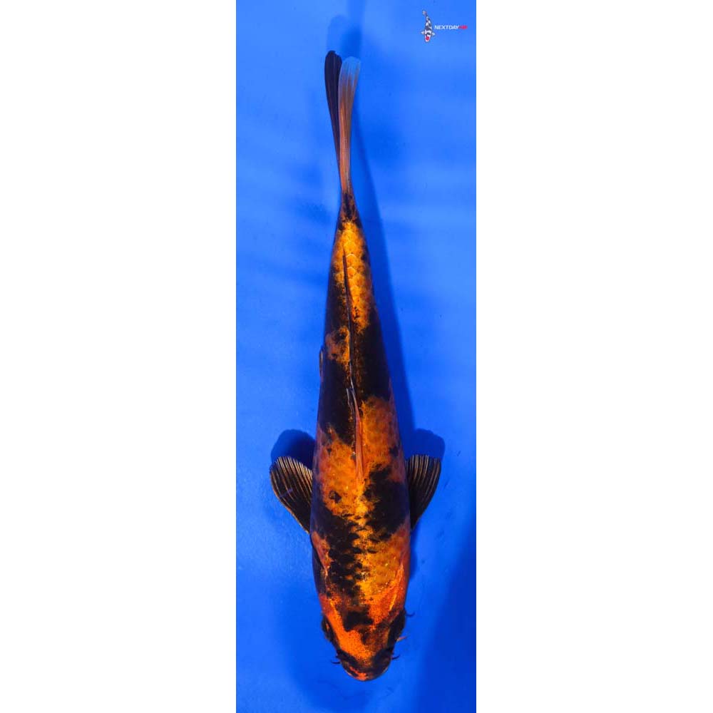 7” Imported Kin Hi Utsuri