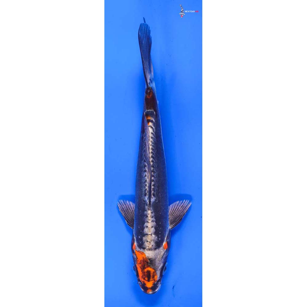 7” Imported Kin Kikokuryu