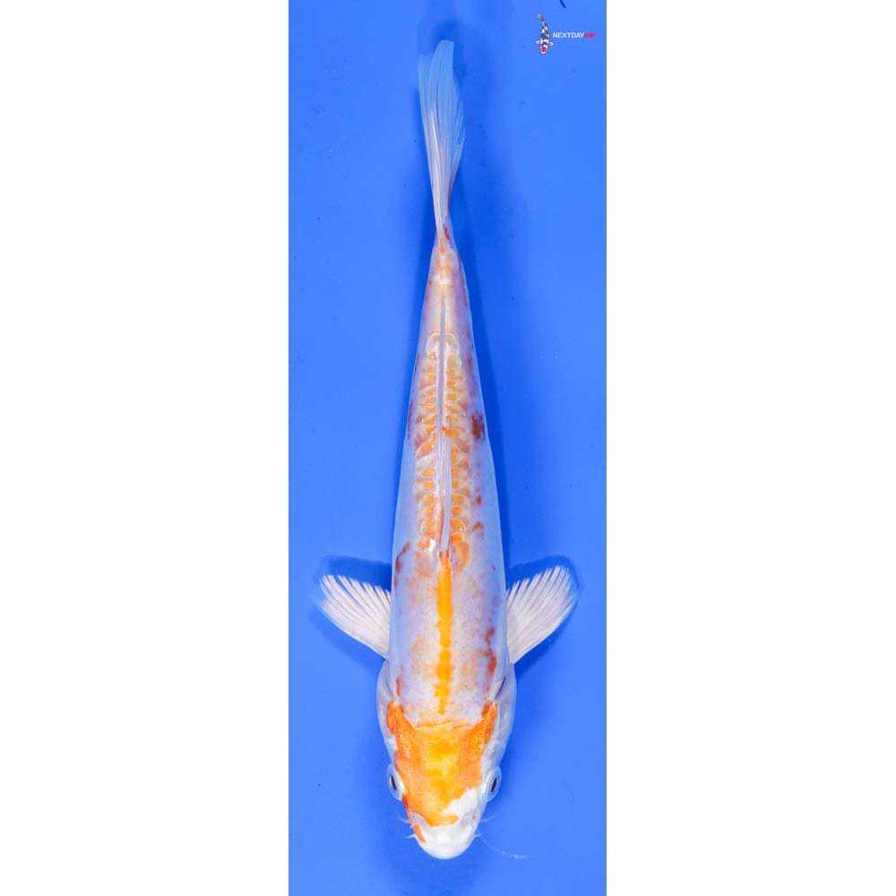 7.5” Imported Kikusui