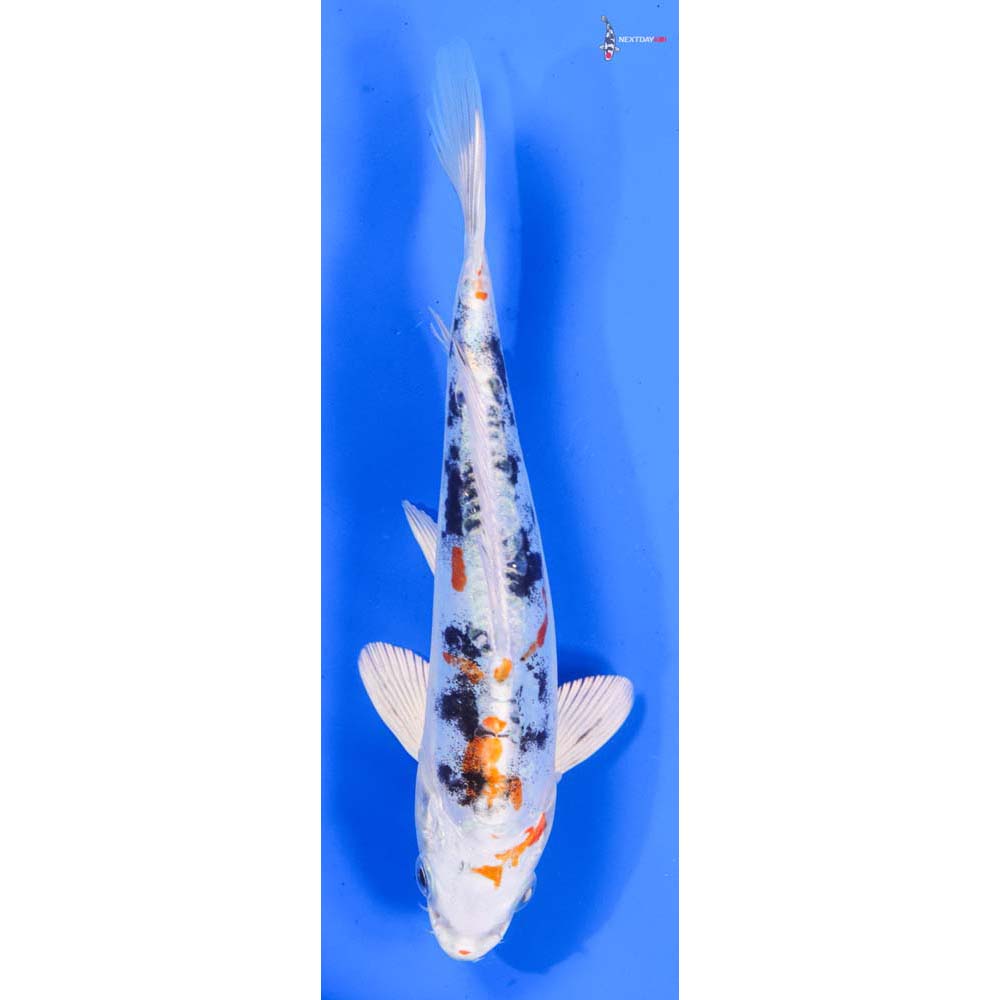 7.5” Imported Heisei Nishiki