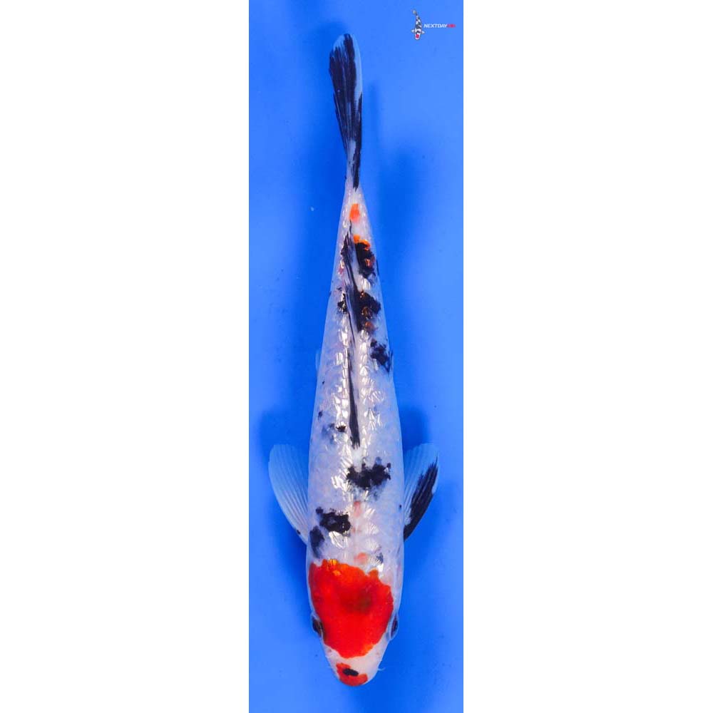 7.5” Imported Gin Rin Sanke