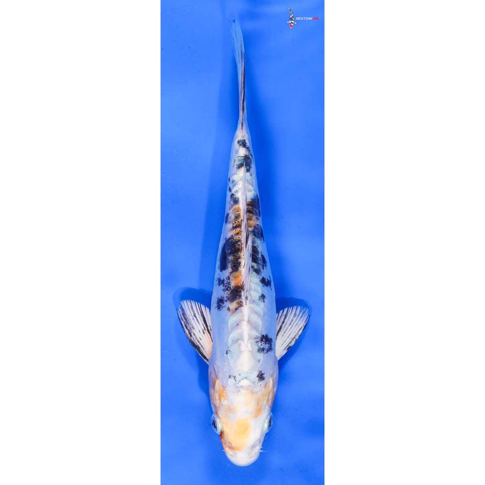 7.5” Imported Heisei Nishiki