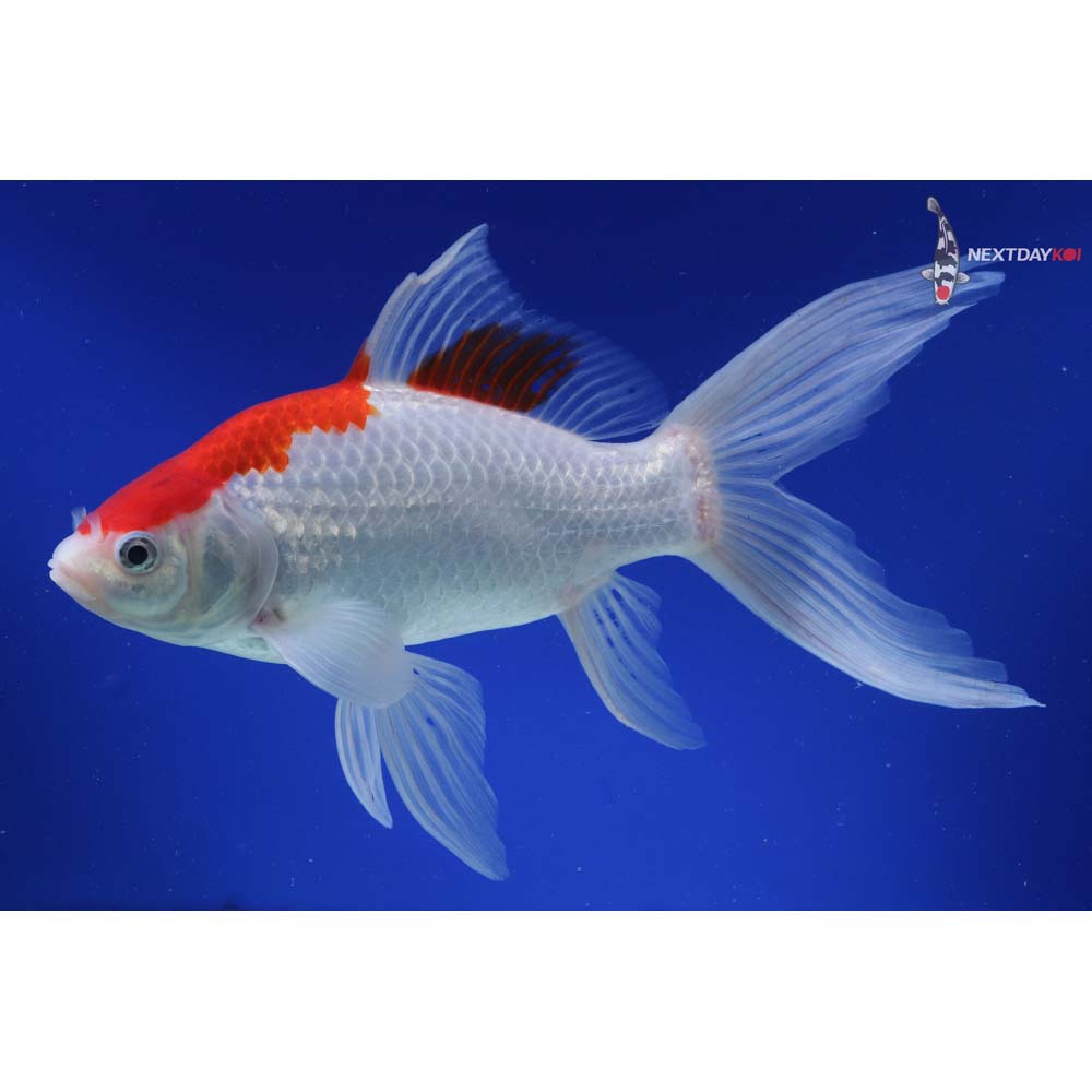 10.5” Imported Sarasa Comet
