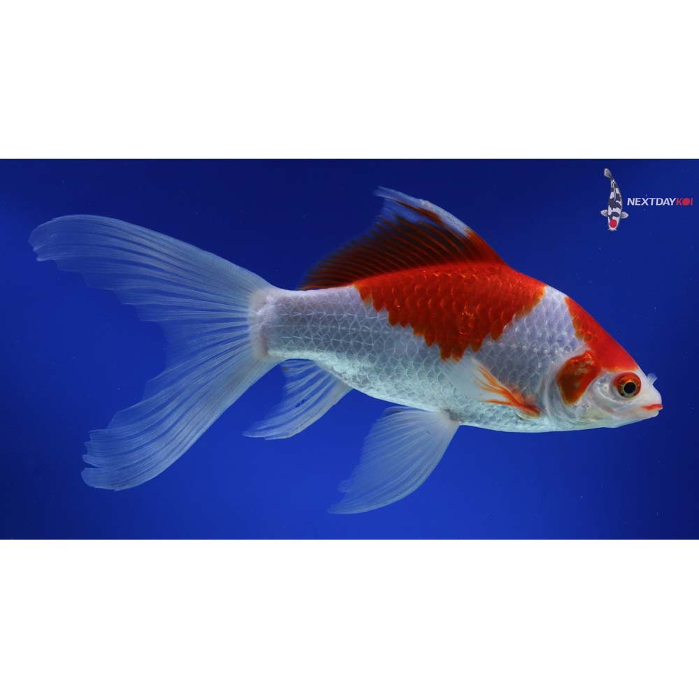 9.5” Imported Sarasa Comet