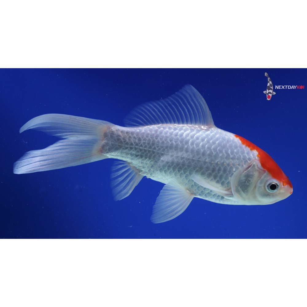 8.5” Imported Sarasa Comet