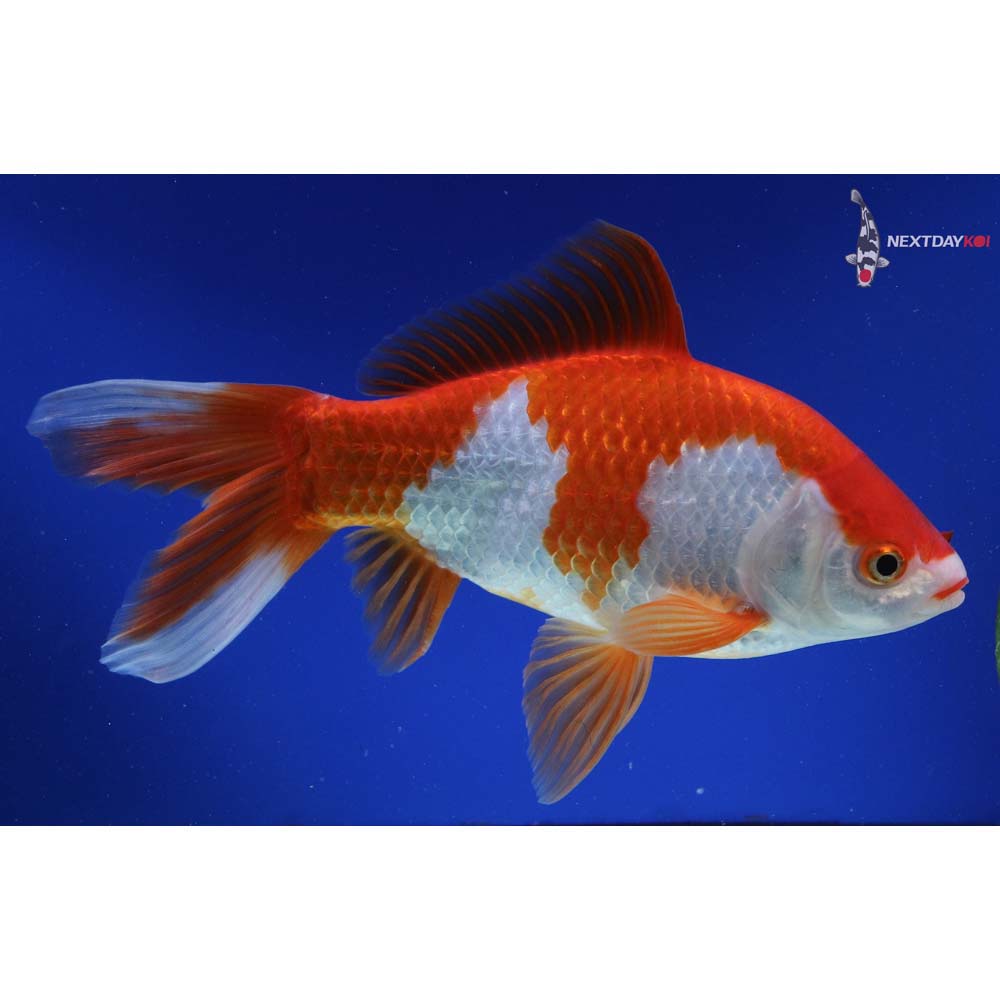 9.5” Imported Sarasa Comet