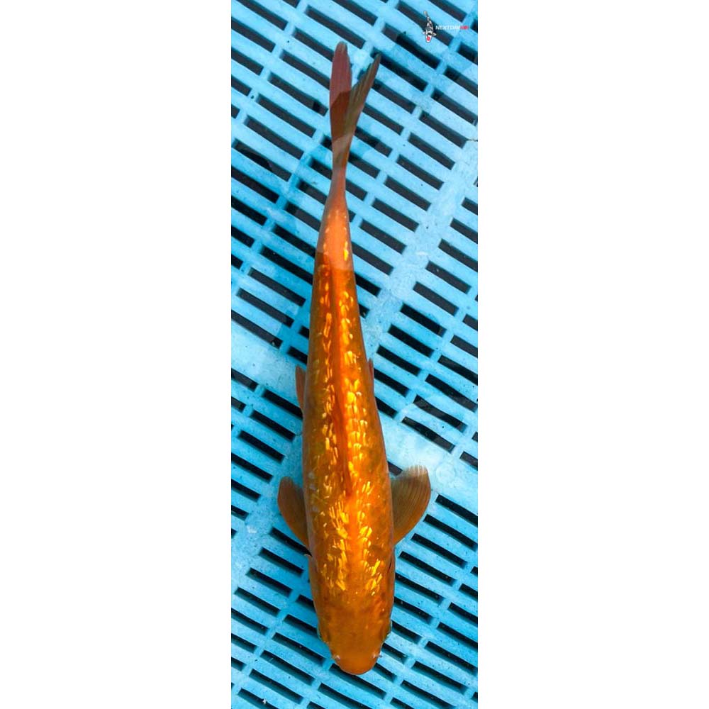 10-12” Imported Gin Rin Chagoi