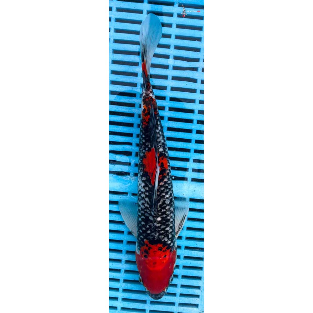 10-12” Imported Goshiki