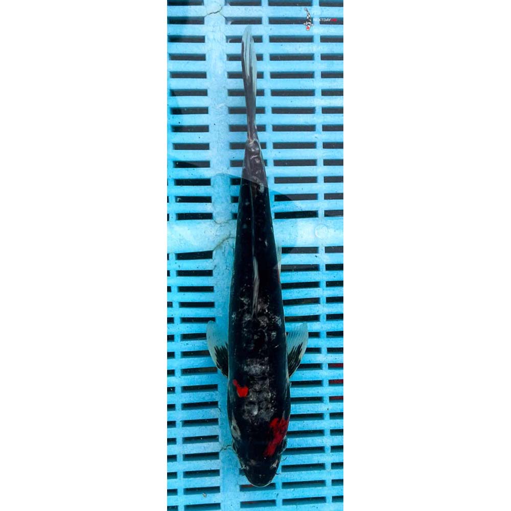 10-12” Imported Doitsu Goshiki