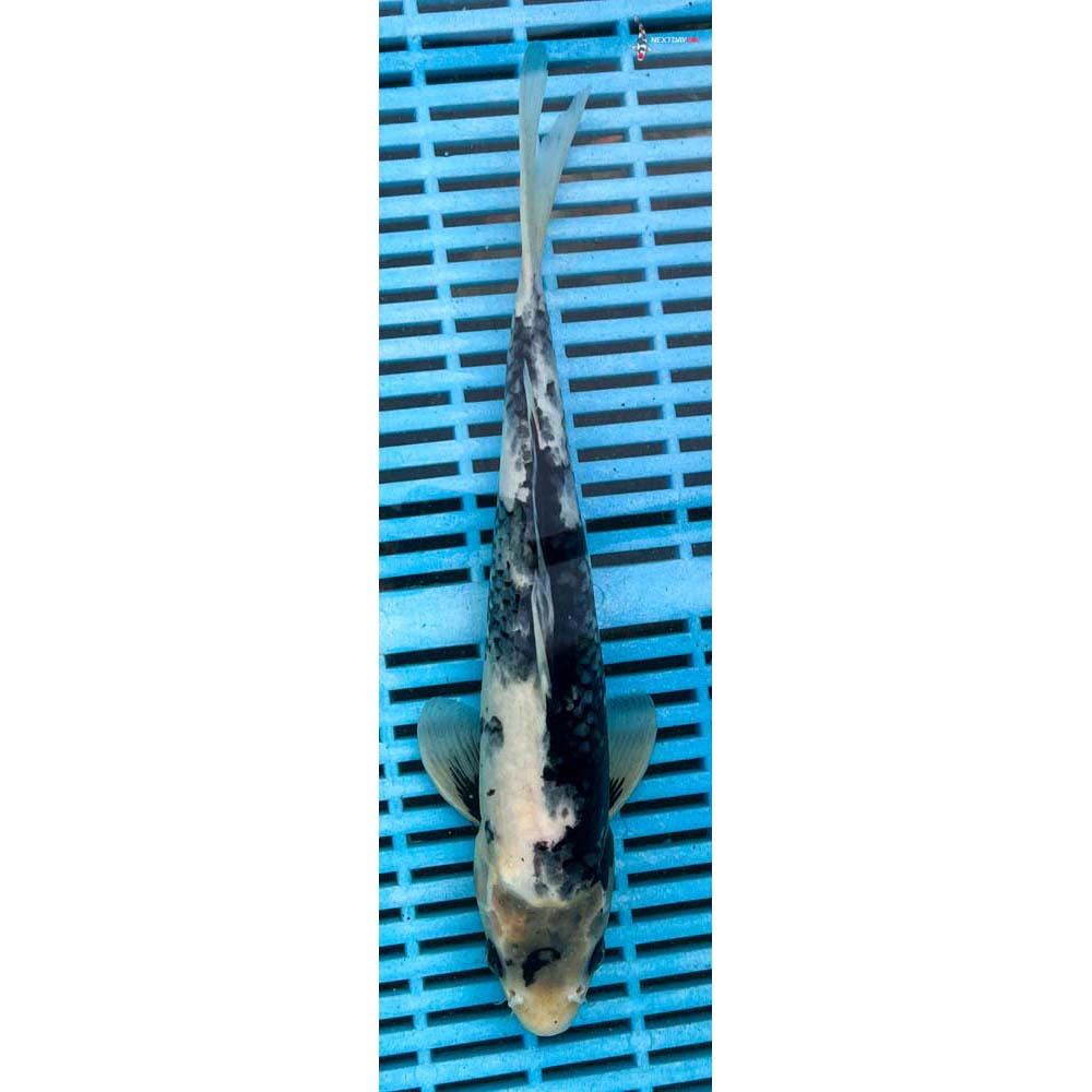 10-12” Imported Shiro Utsuri