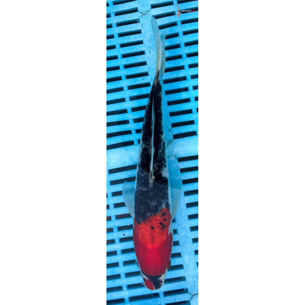 10-12” Imported Goshiki