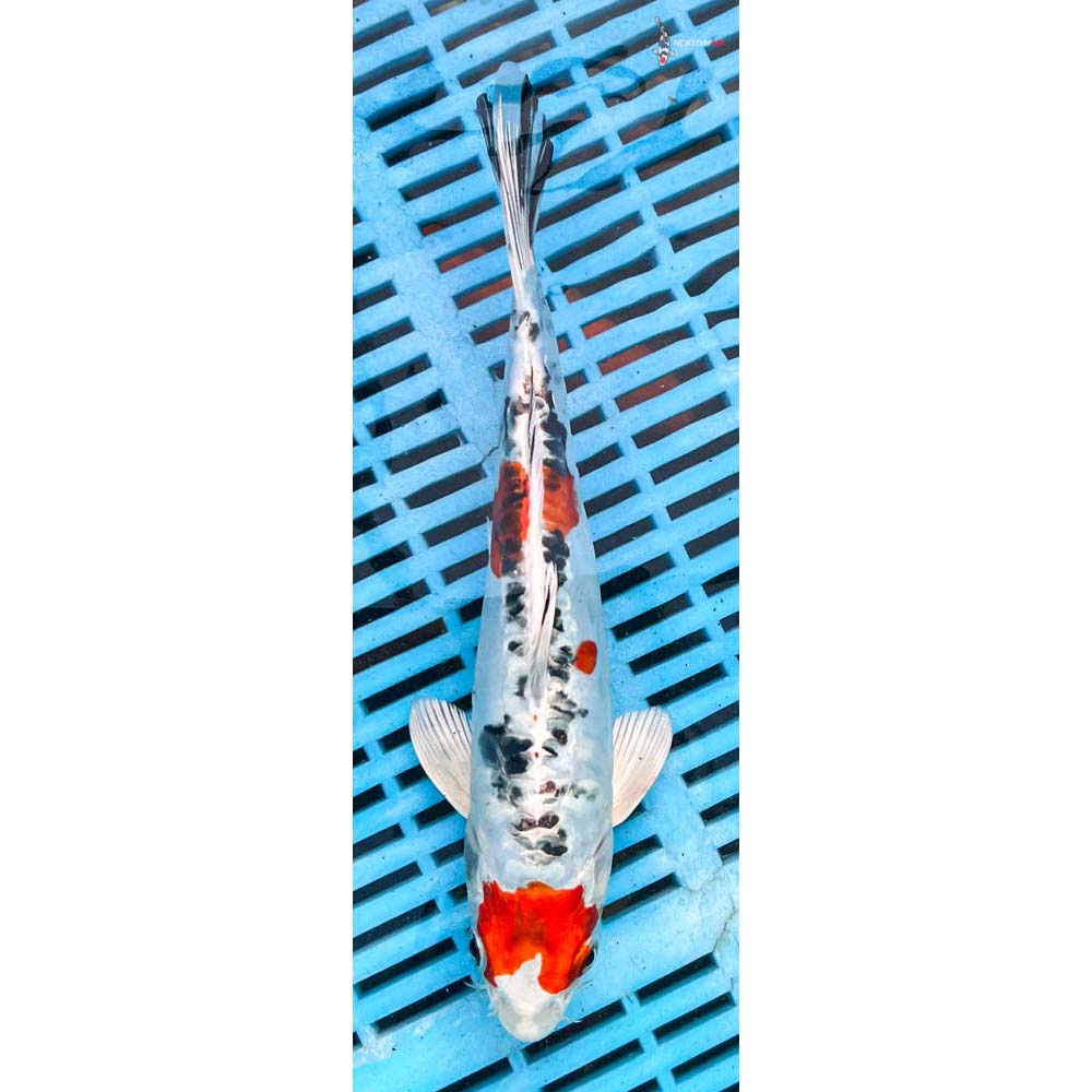 10-12” Imported Heisei Nishiki