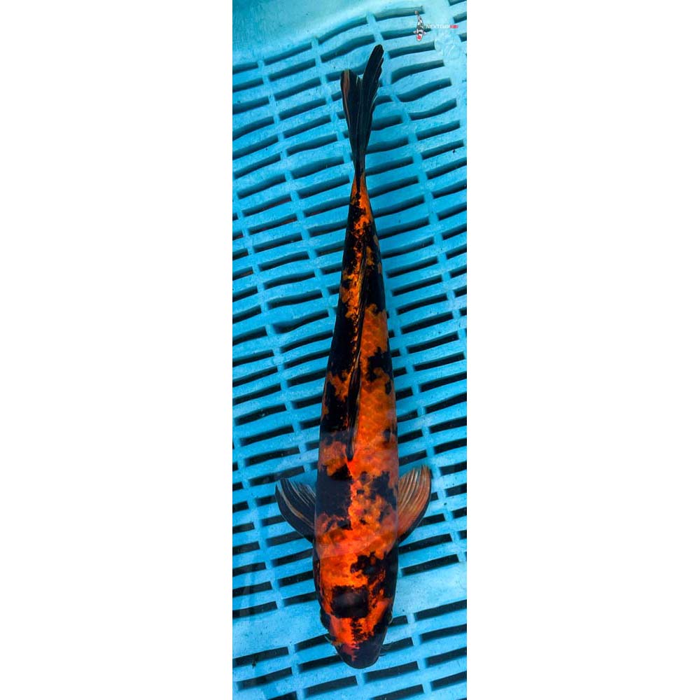 10-12” Imported Kin Hi Utsuri