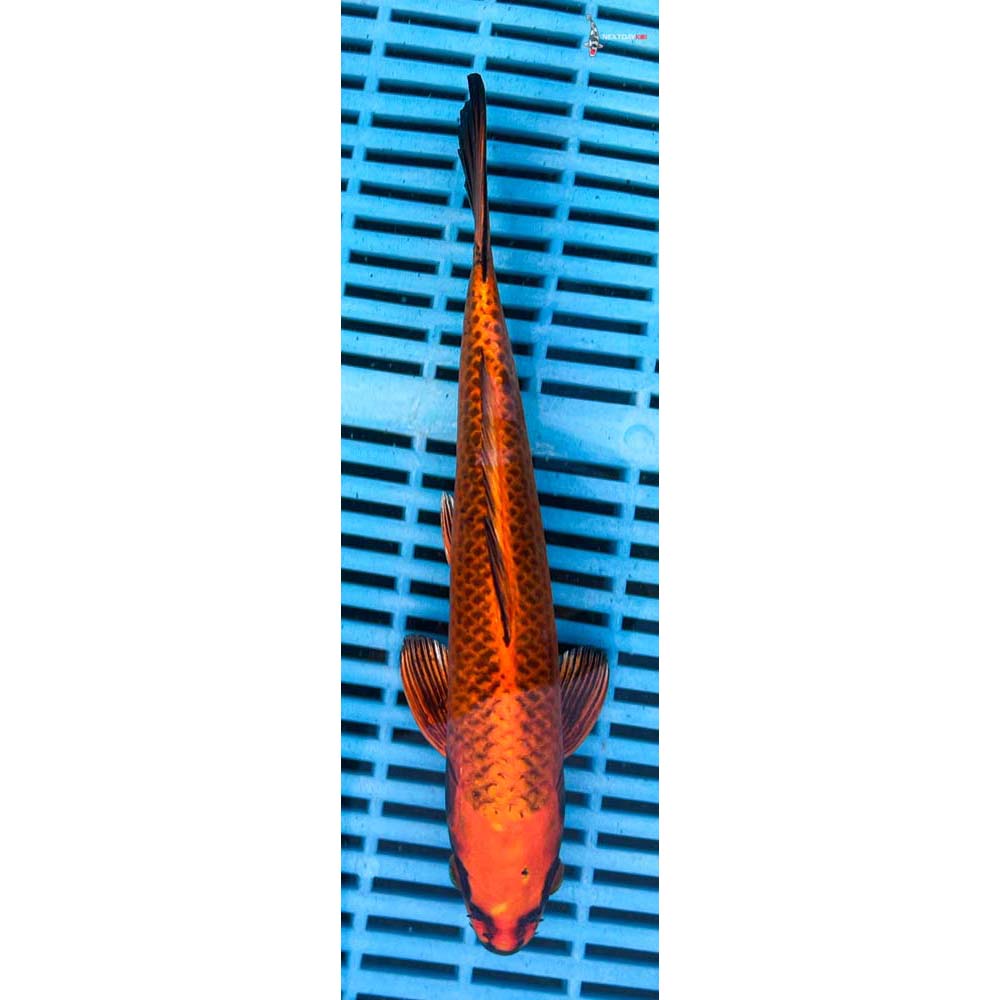 10-12” Imported Orenji Matsuba