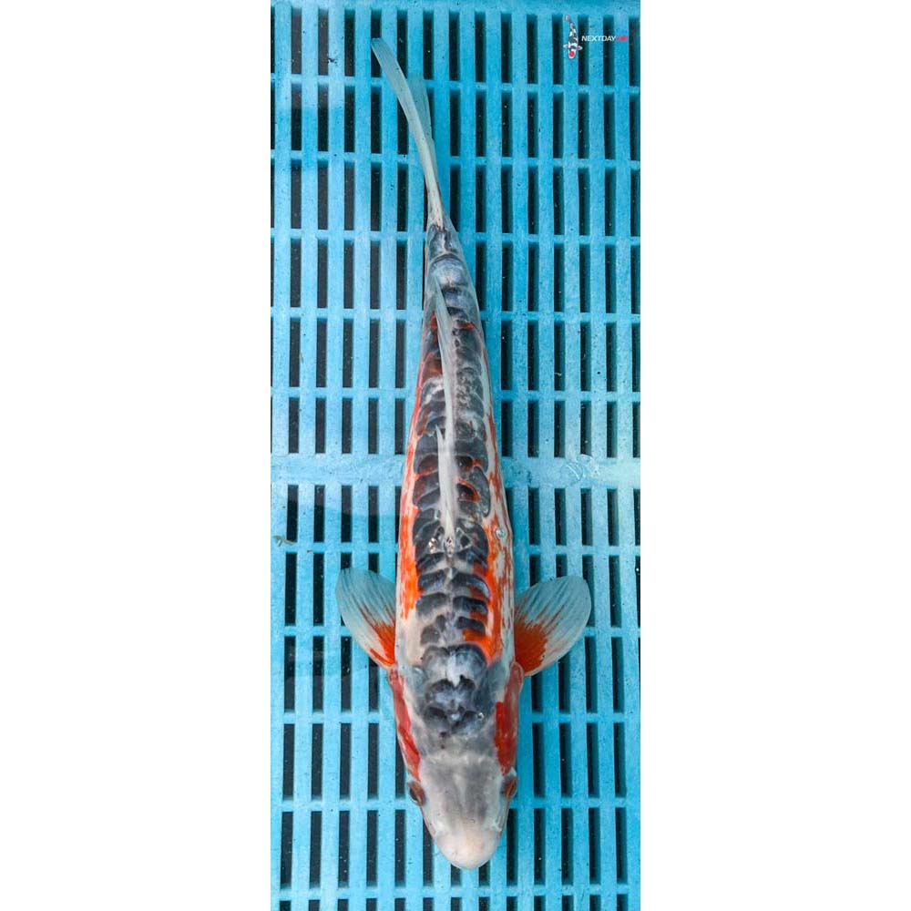 10-12” Imported Shusui