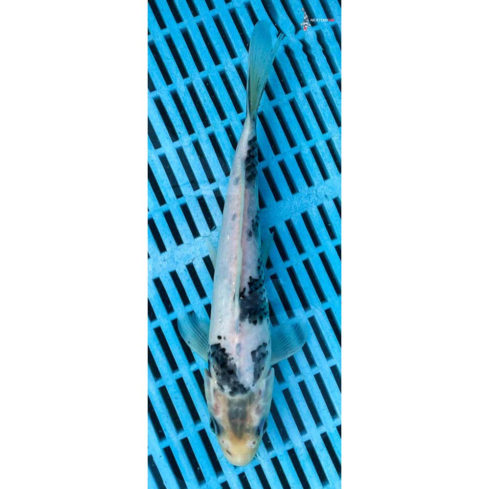 10-12” Imported Shiro Utsuri