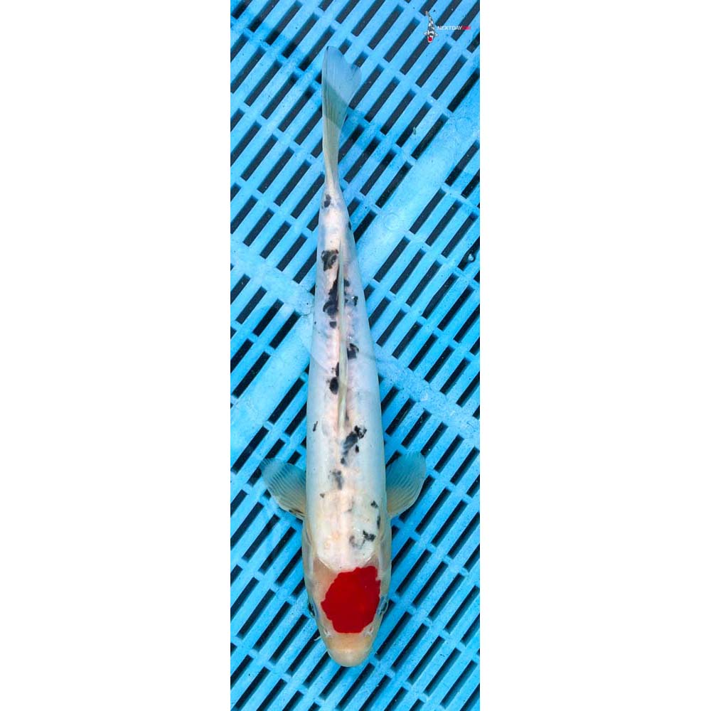10-12” Imported Doitsu Sanke