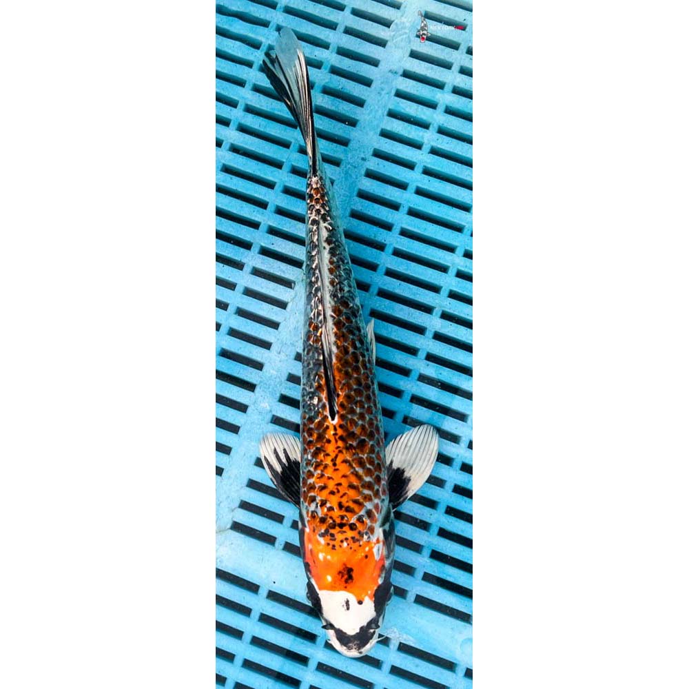 10-12” Imported Gin Rin Kujaku