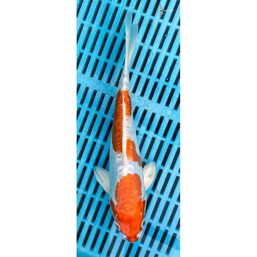 10-12” Imported Kikusui
