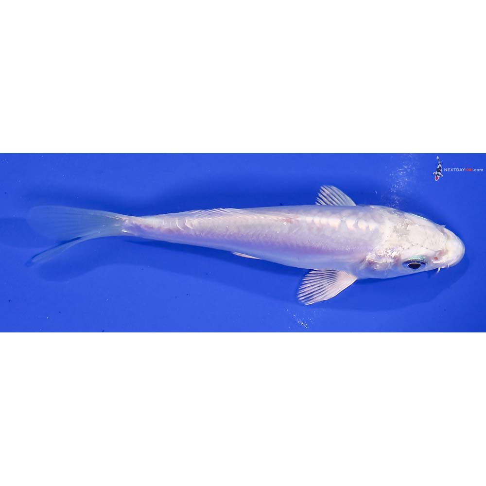 4.5” Imported Doitsu Platinum Ogon