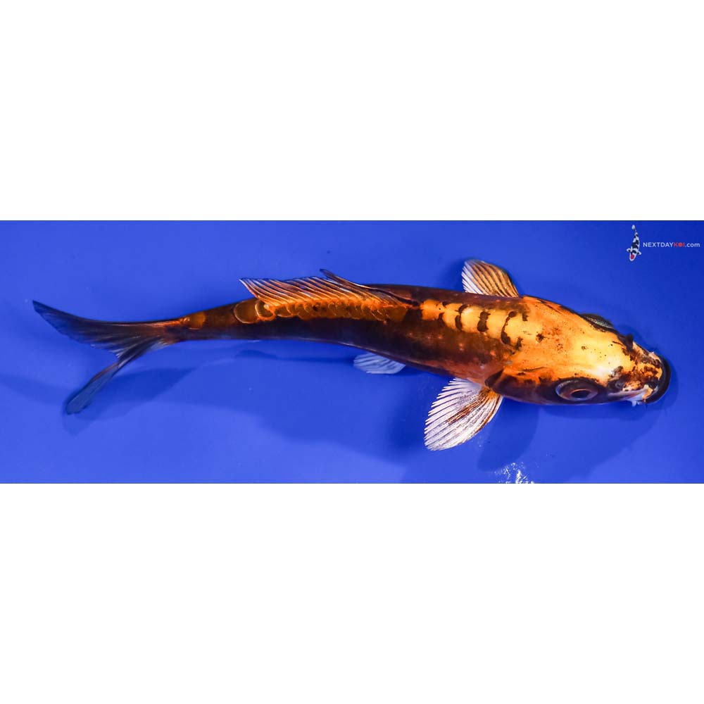 5” Imported Kin Kikokuryu