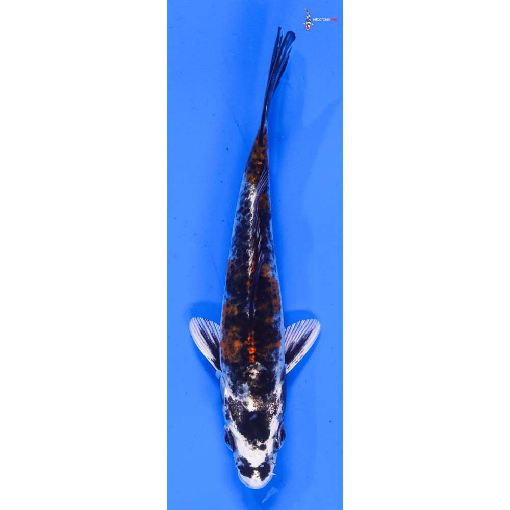 5” Imported Kujaku